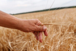 Medizintechnik Heise - Hand im Kornfeld